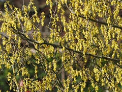 Corylopsis spicata