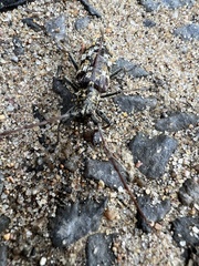 Monochamus marmorator