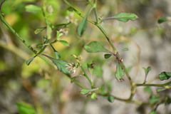 Alternanthera ficoidea