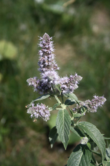 Mentha longifolia