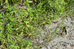 Alternanthera ficoidea