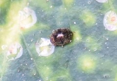 Rhyzobius lophanthae