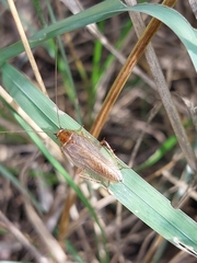Ectobius vittiventris