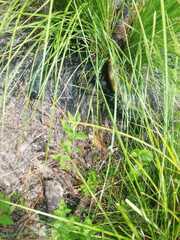 Crotalus triseriatus