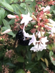 Xylocopa