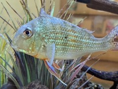 Geophagus