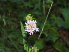 Knautia