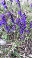 Plantaginaceae