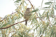 Oreoscoptes montanus