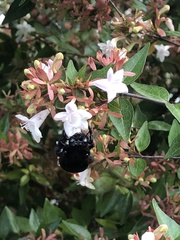 Xylocopa