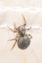Pseudeuophrys erratica