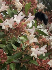 Xylocopa