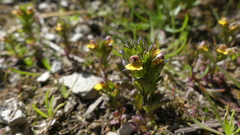 Euphrasia minima