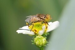 Eristalinus