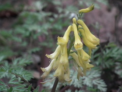 Corydalis pallida