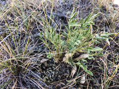 Astragalus lotiflorus