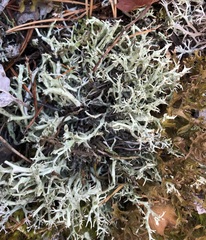 Cladonia uncialis