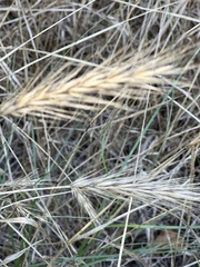 Elymus virginicus