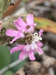 Silene scouleri