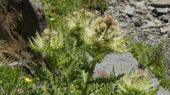 Cirsium spinosissimum