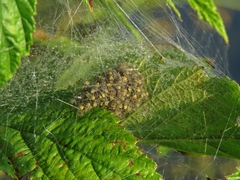 Dolomedes fimbriatus