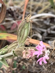Silene scouleri