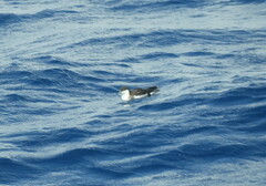 Puffinus lherminieri