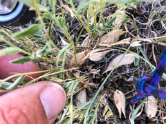 Astragalus lotiflorus