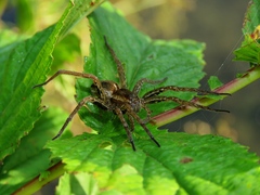 Dolomedes fimbriatus