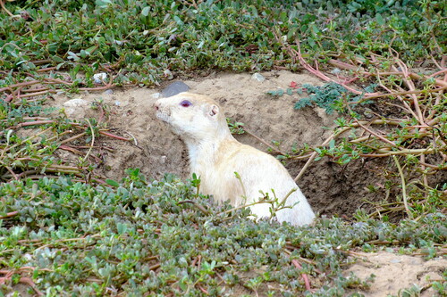 Gunnison's Prairie Dog photographed in New Mexico