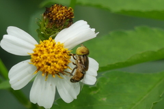 Eristalinus