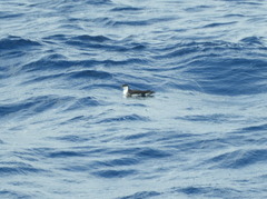 Puffinus lherminieri