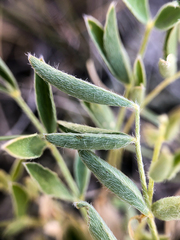 Astragalus lotiflorus