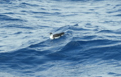 Puffinus lherminieri