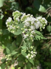 Ageratina