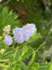 Ceanothus thyrsiflorus