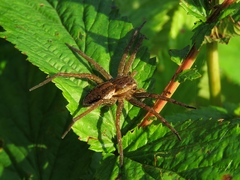 Dolomedes fimbriatus