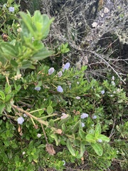 Ceanothus thyrsiflorus