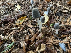 Coprinopsis