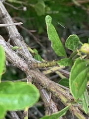 Ceanothus thyrsiflorus
