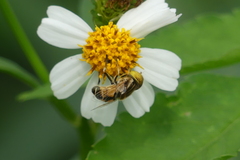 Eristalinus