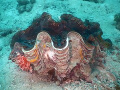 Tridacna squamosa