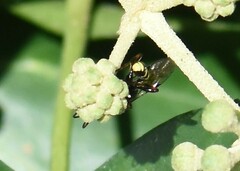 Listrodromus nycthemerus