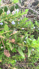 Ceanothus thyrsiflorus