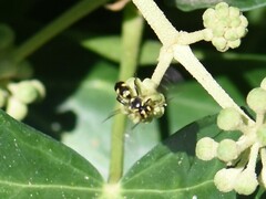 Listrodromus nycthemerus