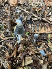 Coprinopsis