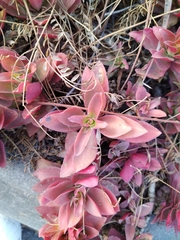 Kalanchoe fedtschenkoi