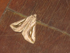 Schistorhynx argentistriga