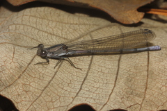 Argia tonto