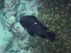 Dascyllus trimaculatus